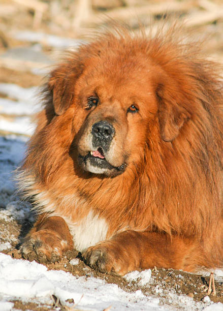 istock Tibetan Mastiff Dog 519000062