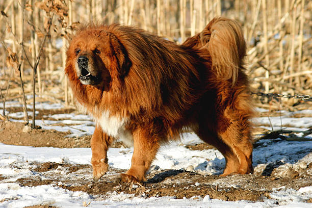 istock Tibetan Mastiff Dog 519000070