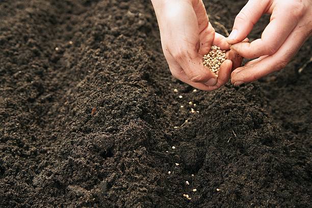 istock Person planting seeds 519000528