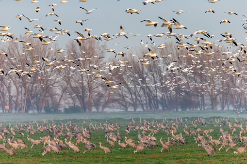 Flock of snow geese and sandhill cranes  in winter time.  Low fog on the background. 600mm lens. Canon 1Dx.