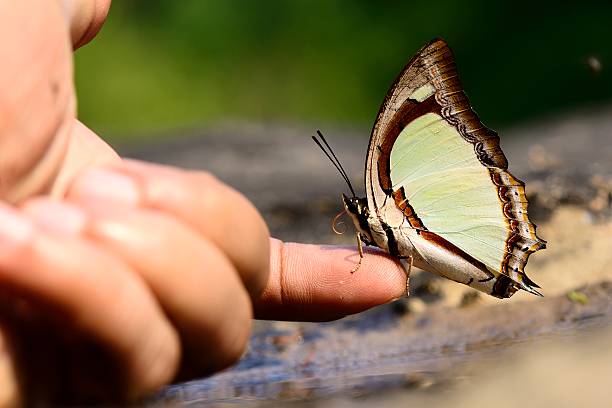 istock Butterfly of Thailand on figer 519001010