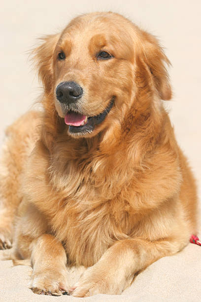 istock Golden Retriever dog 519002660