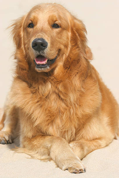 istock Golden Retriever dog 519002678