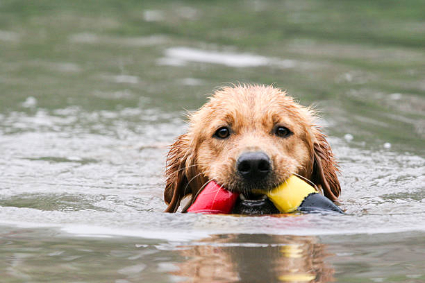 istock Golden Retriever dog 519002744