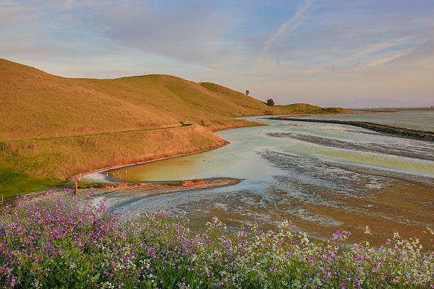 istock Sunset San Francisco Bay from Coyote Hills Regional Park 519003516