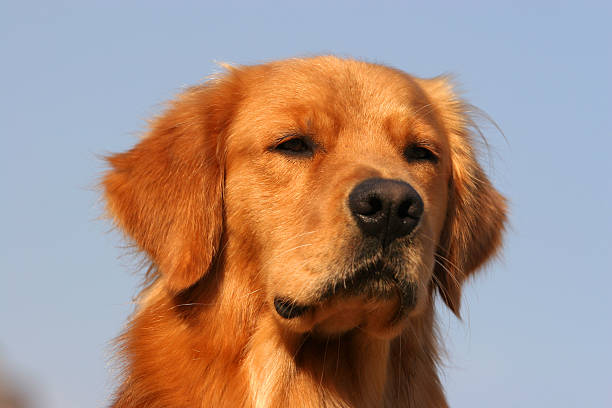 istock Golden Retriever dog 519003788