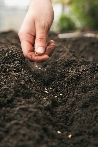 человек размещения семян на грязи - gardening vegetable garden action planting стоковые фото и изображения