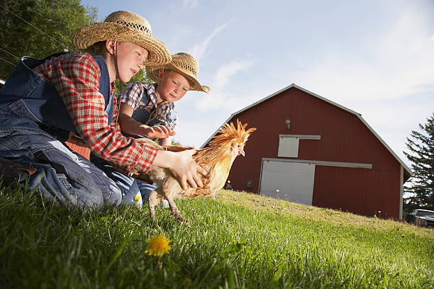 Two boys with chicken on farm