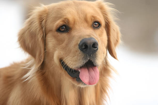 istock Golden Retriever dog 519004420