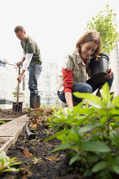 istock Man and woman gardening 519004936