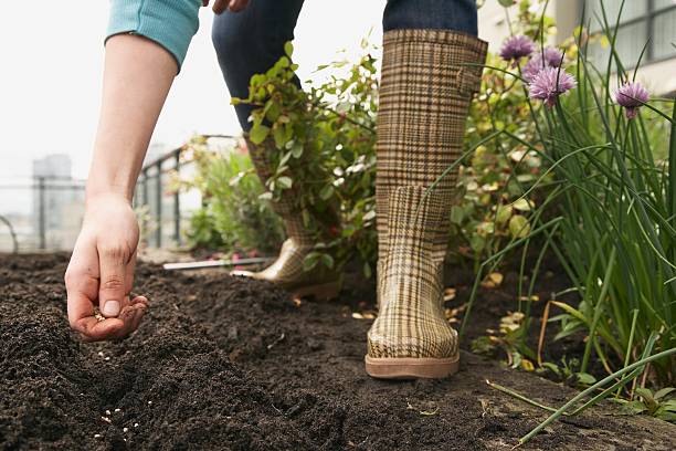 femme planter des graines - gardening vegetable garden action planting photos et images de collection