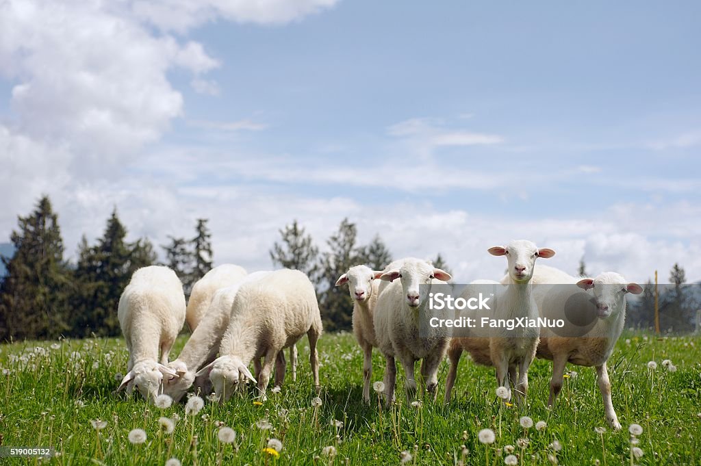 Pecore al pascolo in campo - Foto stock royalty-free di Ovino