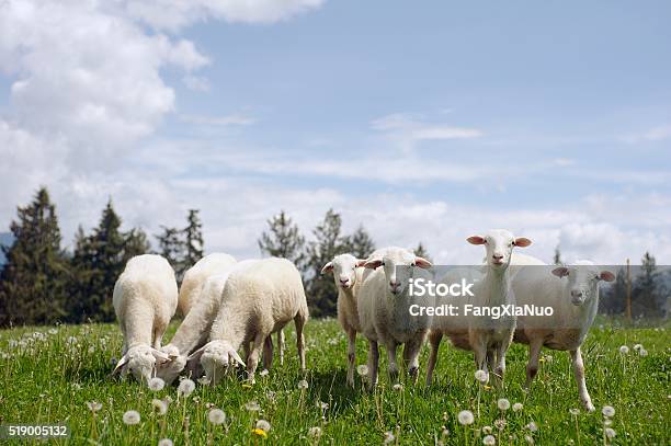 Pecore Al Pascolo In Campo - Fotografie stock e altre immagini di Ovino - Ovino, Agnello - Carne, Pascolo