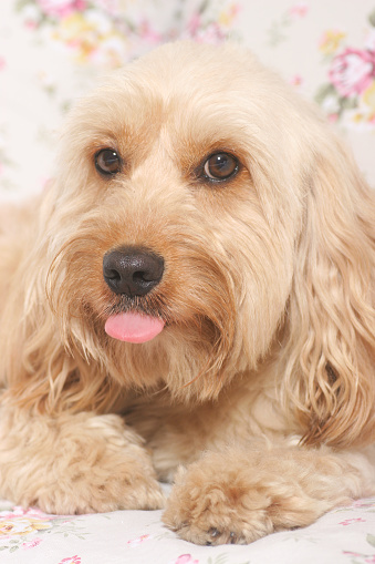 Cocker Pointer Mixed Cocker Spaniel Stock Photo - Download Image Now - Animal, Beauty ...