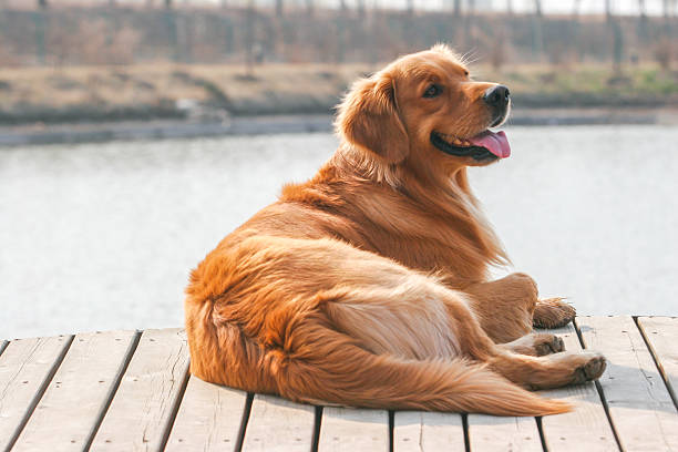 istock Golden Retriever dog 519006654