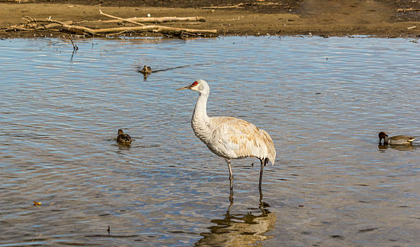 istock American crane in the water 519007294