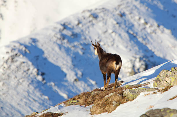 istock Chamois - rupicapra, Tatras 519007311