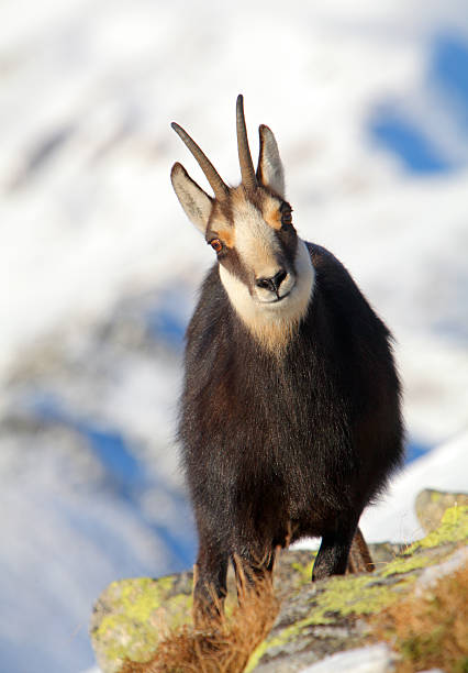 Chamois - rupicapra, Tatras Chamois at winter in Tatras - rupicapra rupicapra alpine chamois rupicapra rupicapra rupicapra stock pictures, royalty-free photos & images