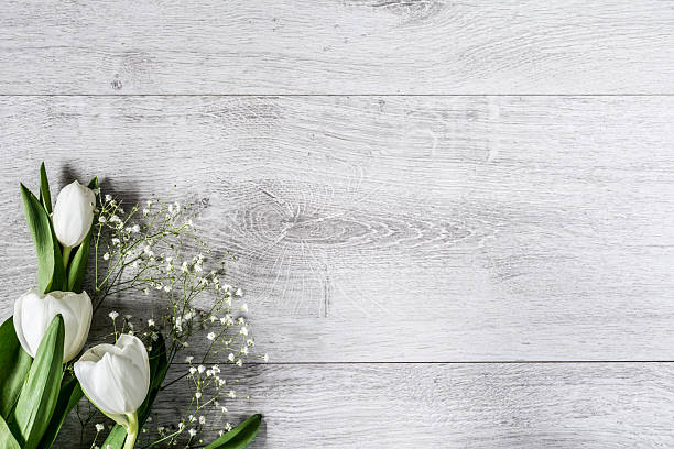istock White tulips on grey wooden background 519007602