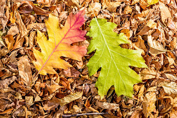 istock Oak Leaves in Autumn 519007629