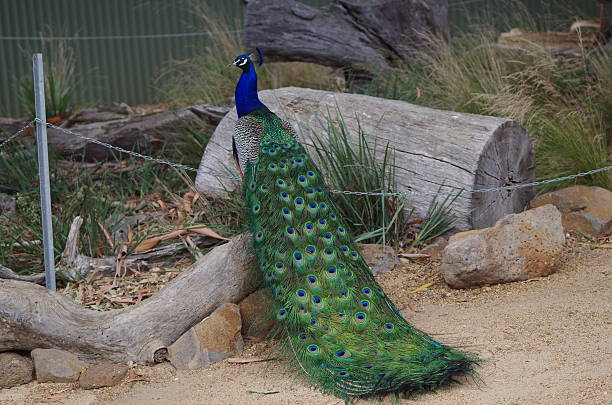 istock Male Peacock Bird on a log 519008488
