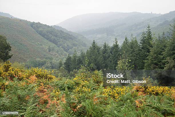 Autumn Landscape Over Foggy Dartmoor National Park In England Stock Photo - Download Image Now