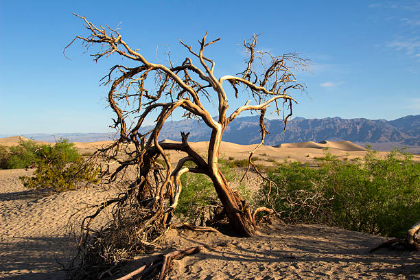 solitario albero di duna di sabbia - mesquite tree foto e immagini stock