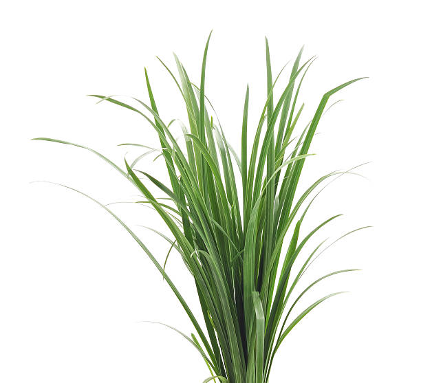 istock Bunch of green grass. 519010326