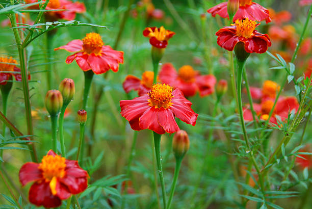 istock Gaillardia 'Burgunder' in full Blooming 519010381