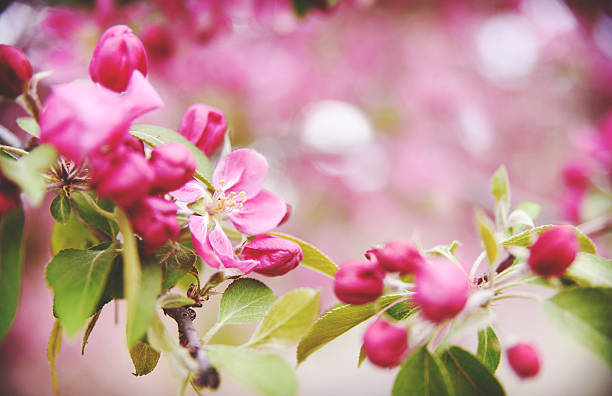 Flores de primavera tiempo - foto de stock