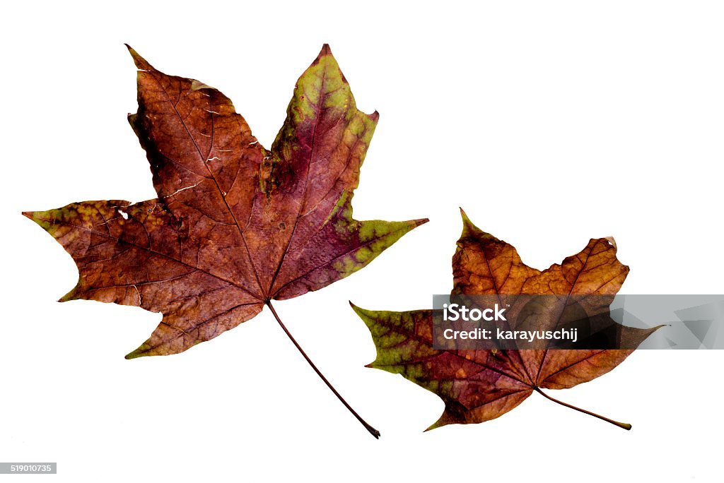 Autumn Maple Leaves Maple tree leaves with autumn colors, isolated on white background Autumn Stock Photo