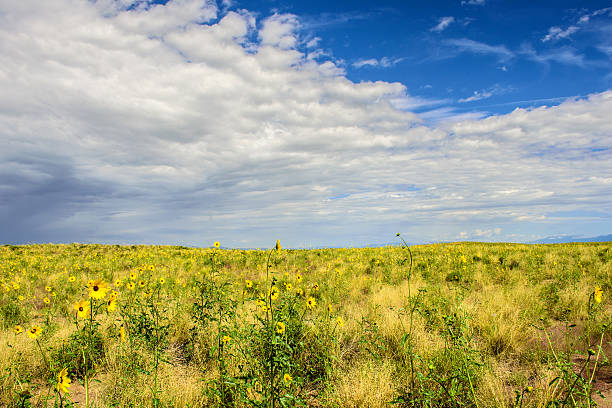 istock Short Grass Prairie Sunflowers 519011270