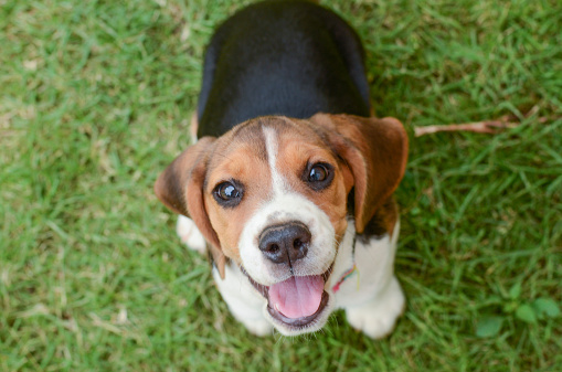 Close up of cute beagle puppy lying down on grass biting his red ball, looking at camera.