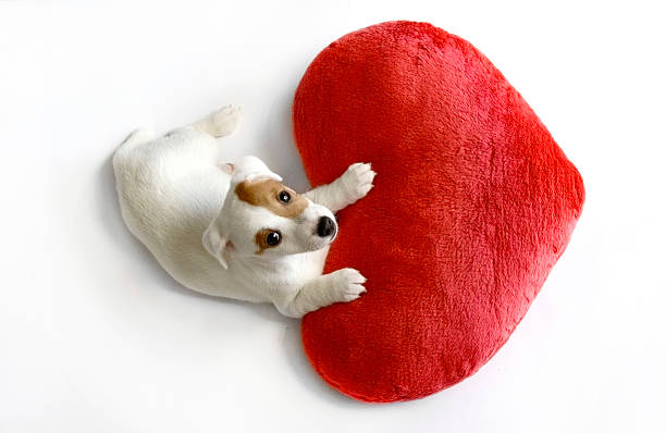 istock cute dog with red valentine heart 519011419