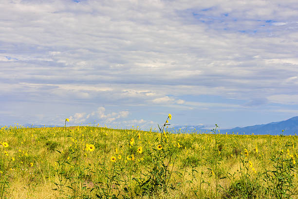 istock Short Grass Prairie Sunflowers 519011650