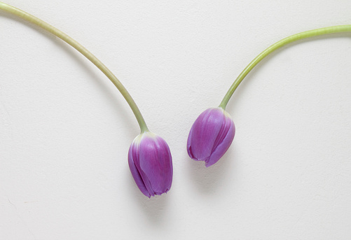 two purple   tulips drooping on plain textured background