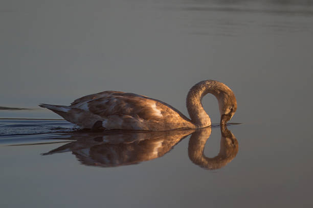 Juveniles Swan stock photo