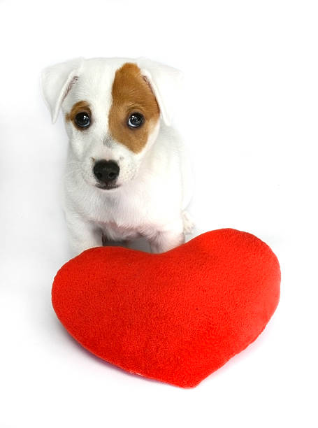 istock cute dog with red valentine heart 519011933