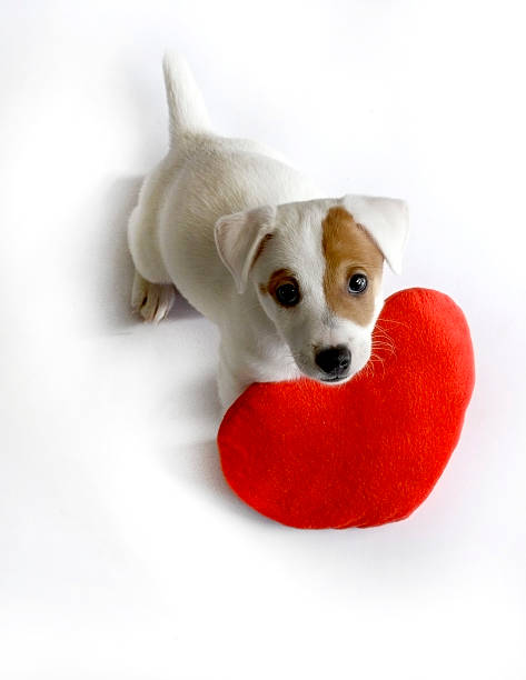 istock cute dog with red valentine heart 519012023