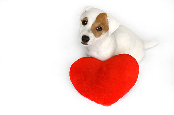 istock cute dog with red valentine heart 519012027