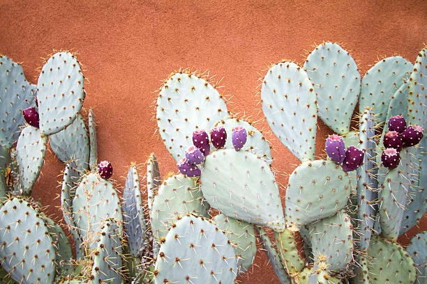 Prickly Pear Cactus Against Brown Adobe Wall Textured adobe wall and prickly pear cactus, close up. Shot in New Mexico. adobe material photos stock pictures, royalty-free photos & images