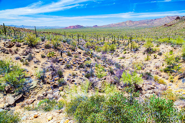 istock beautiful mountain desert landscape with cacti 519012475