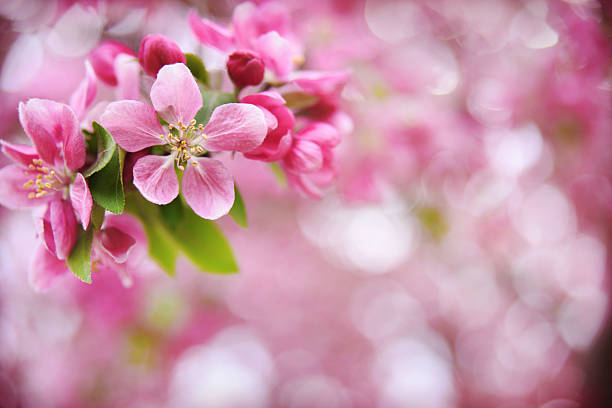꽃송이 봄 시간 스톡 사진