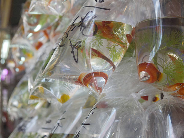 istock Goldfish in pastic bags 519013459