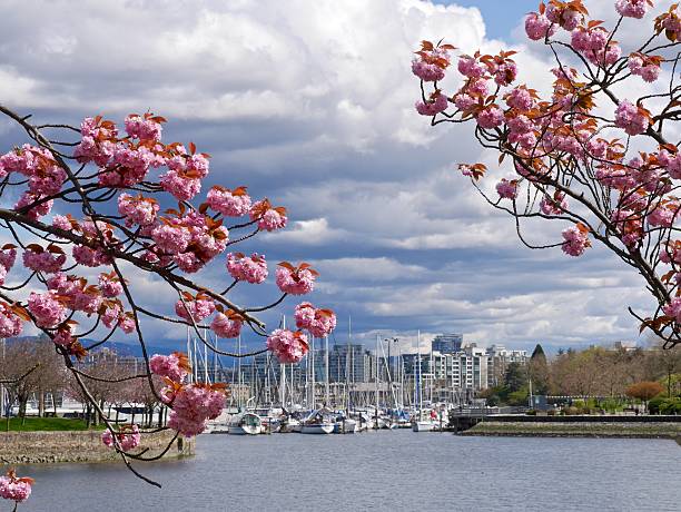 istock Cherry Blossom, Water and Boats. 519013460
