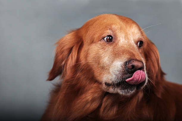 istock Golden Retriever dog 519013496
