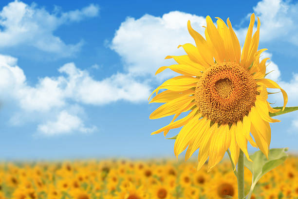istock Yellow sunflowers against blue sky background 519014922