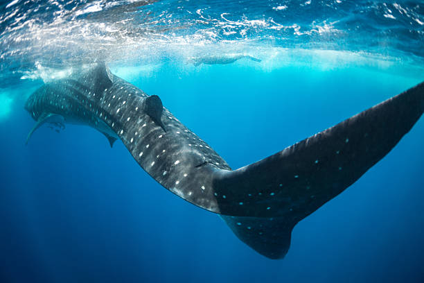 Whale shark swimming Whale shark swimming near the sea surface. puerto aventuras stock pictures, royalty-free photos & images