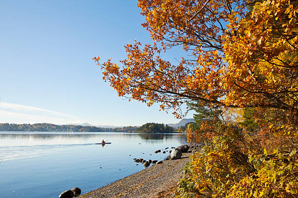 Man kayaking on calm fjord in fall. Man  kayaking along a shore on a calm Norwegian fjord with yellow birch trees in fall.  Sollerud beach, Hovik, Norway norway autumn oslo tree stock pictures, royalty-free photos & images