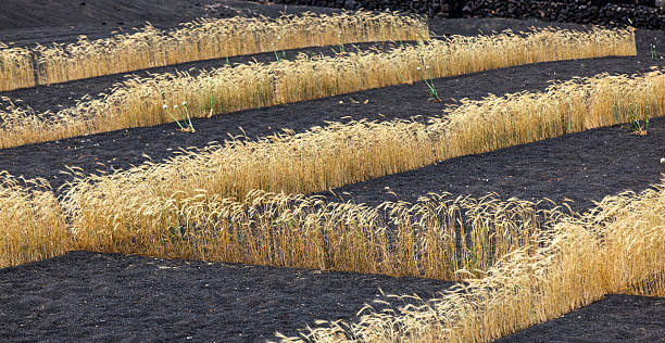 istock field on volcanic soil with golden row of corn 519025353